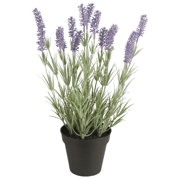 Lavendel i potte - 9892-00 - Ib Laursen