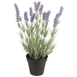 Lavendel i potte - 9892-00 - Ib Laursen